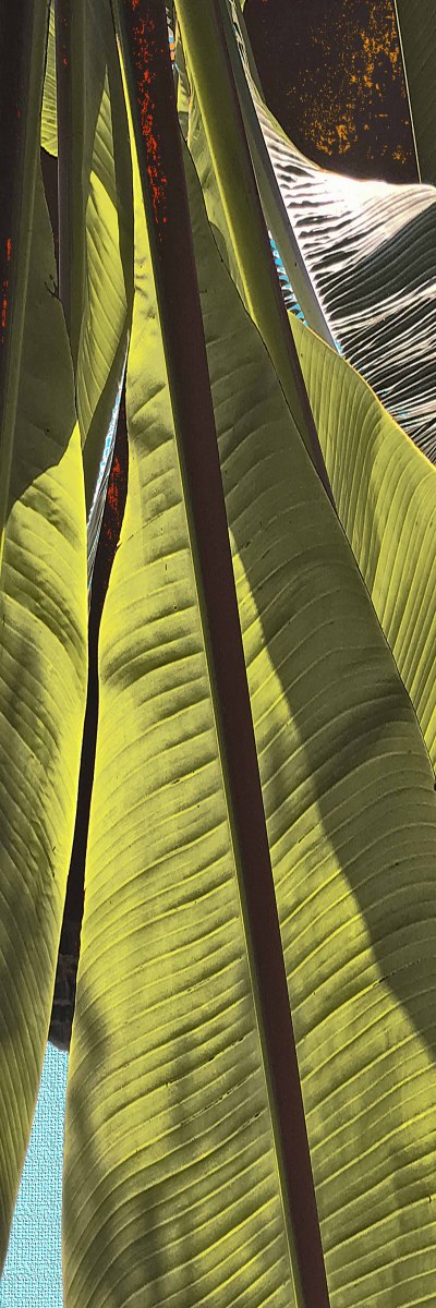 Bananenblaetter-Hawaii-2022-Variante-2-niedrige-Aufloesung-fuer-Webseite
